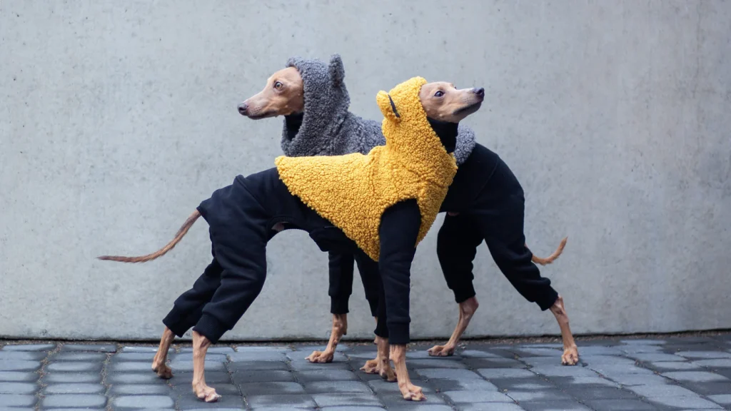 italian greyhound clothes