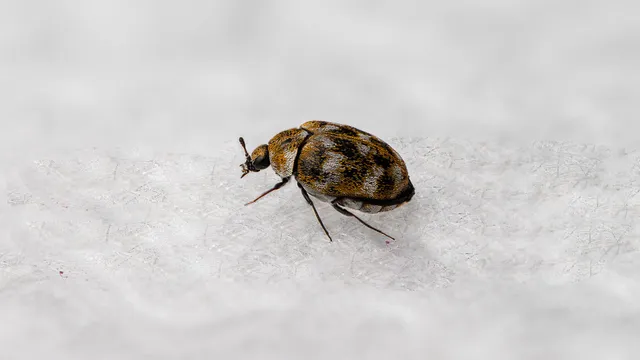 Carpet Beetles